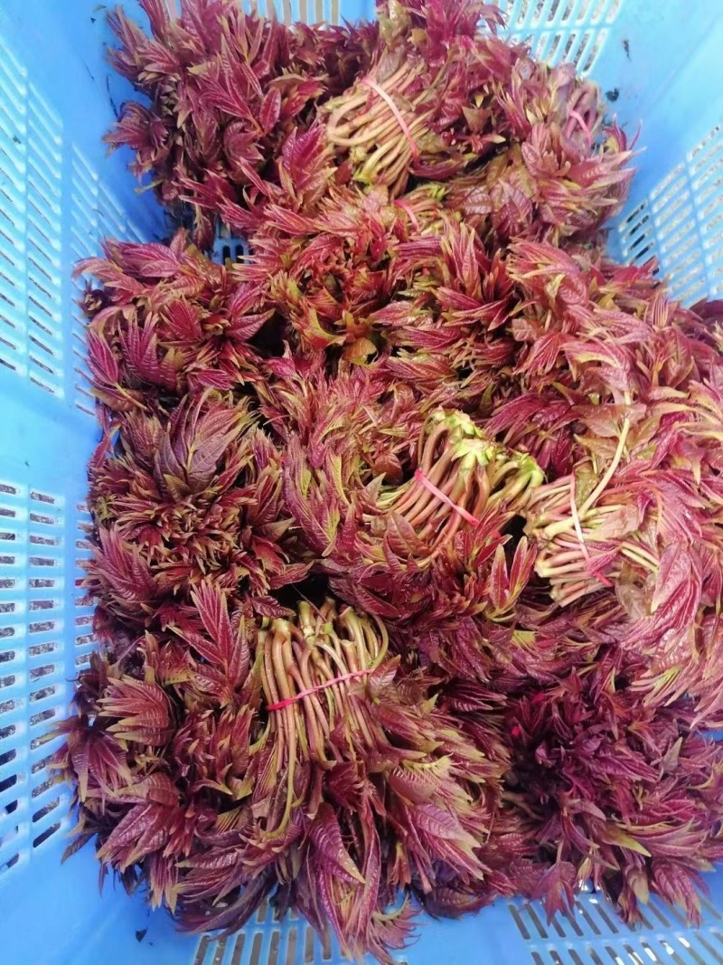 欢迎来电咨询大竹香椿芽