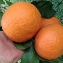 青见柑橘四川眉山大量供货，新鲜采摘，量大从优，产地直发