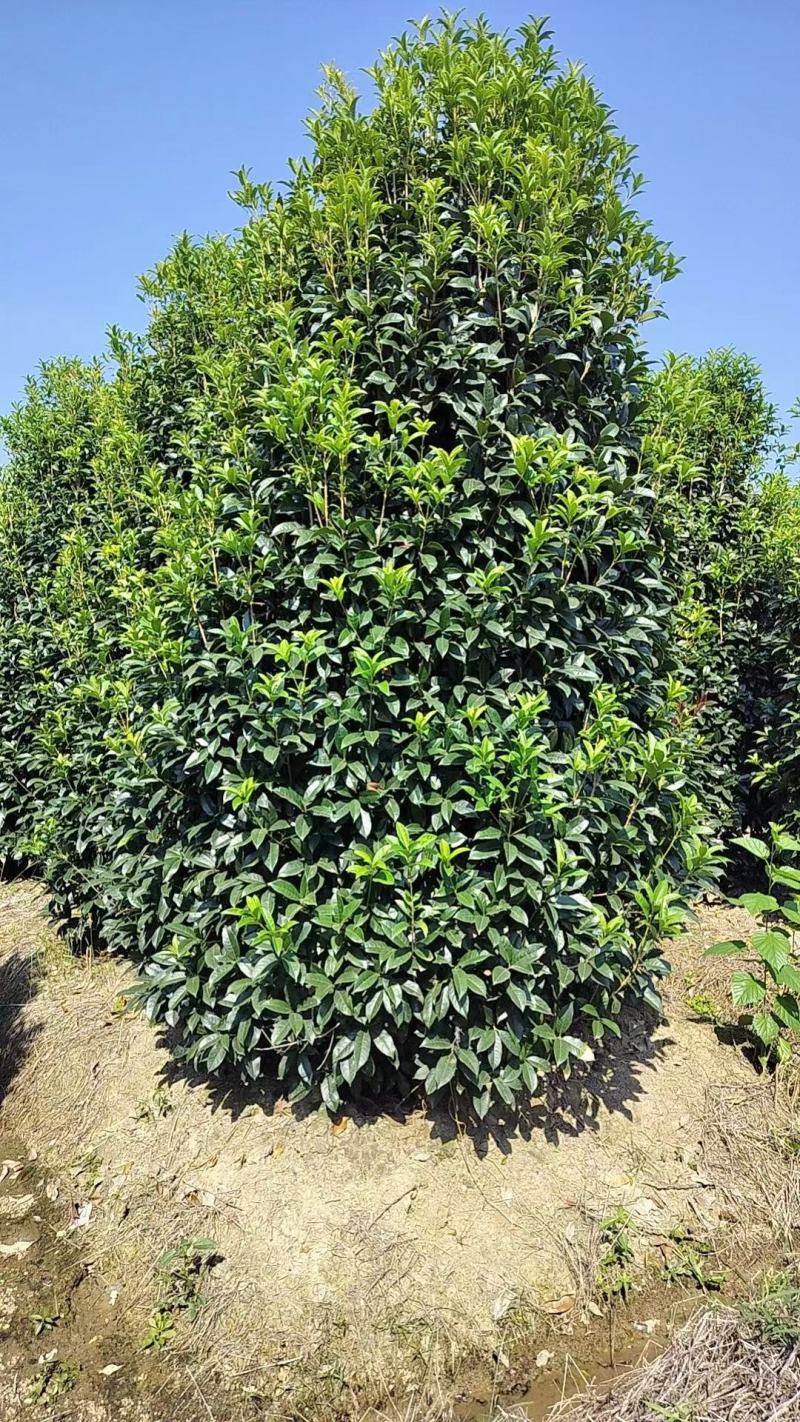 丛生桂花，丛生金桂，高度1-6米，精品苗，大冠幅