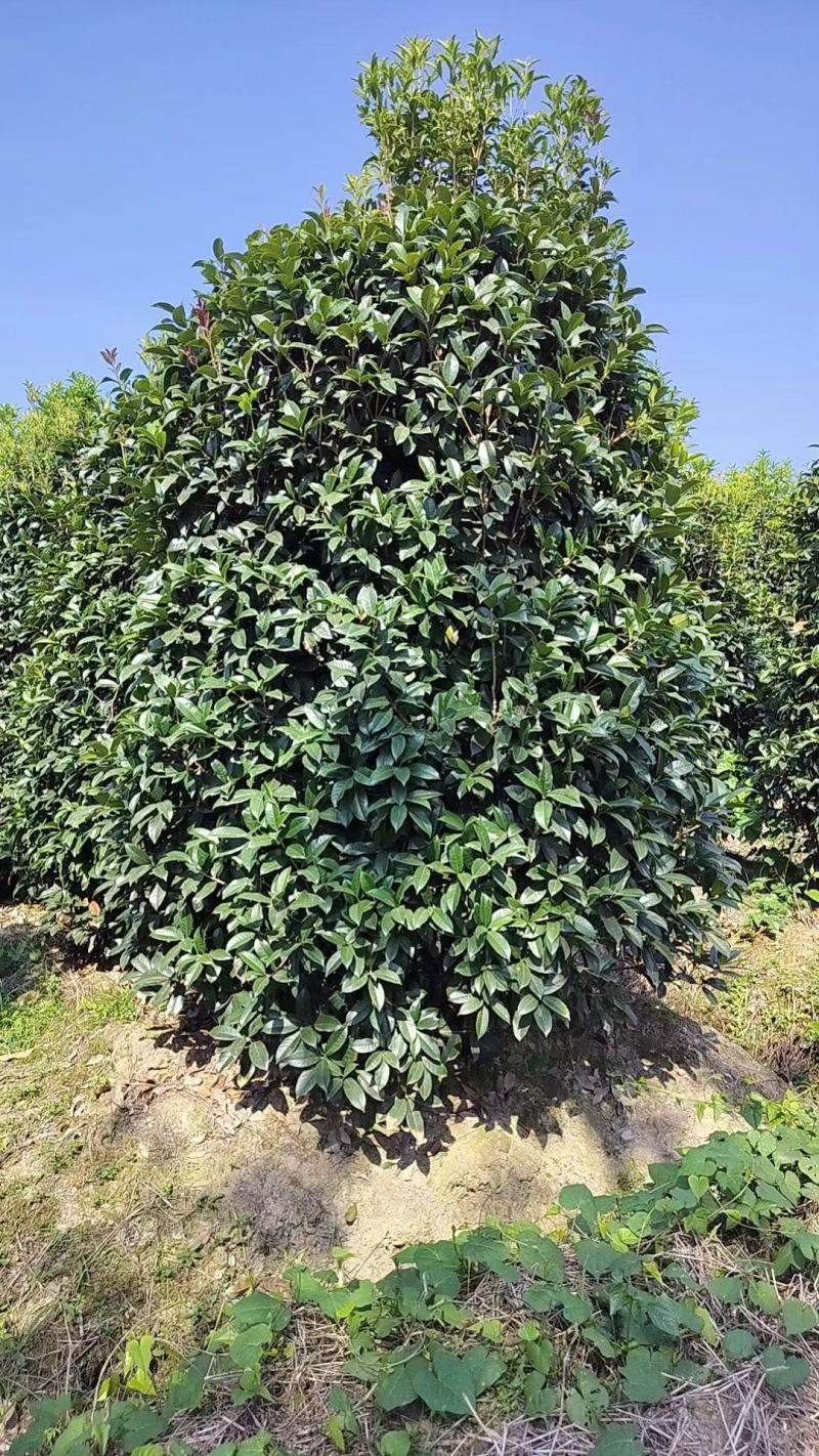 丛生桂花，丛生金桂，高度1-6米，精品苗，大冠幅