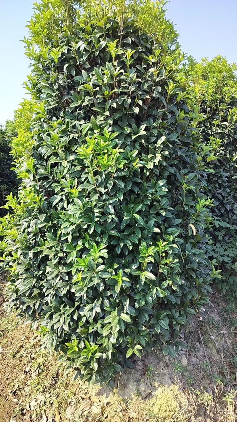 丛生桂花，丛生金桂，高度1-6米，精品苗，大冠幅