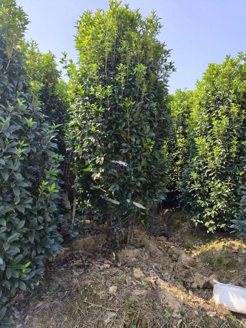 丛生桂花，丛生金桂，高度1-6米，精品苗，大冠幅