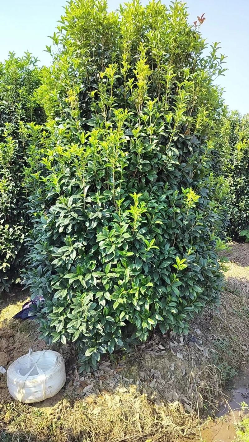 丛生桂花，丛生金桂，高度1-6米，精品苗，大冠幅