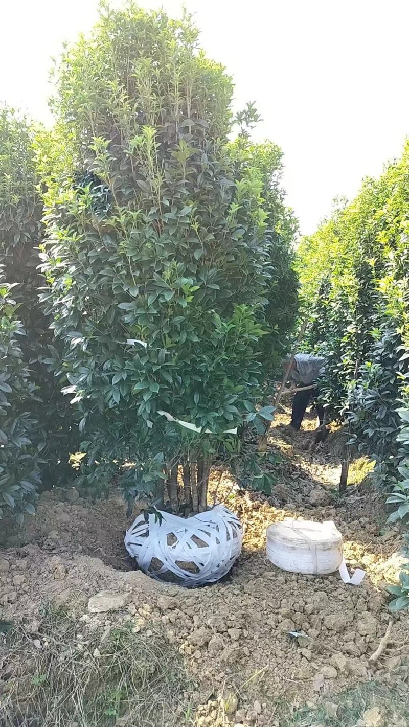 丛生桂花，丛生金桂，高度1-6米，精品苗，大冠幅
