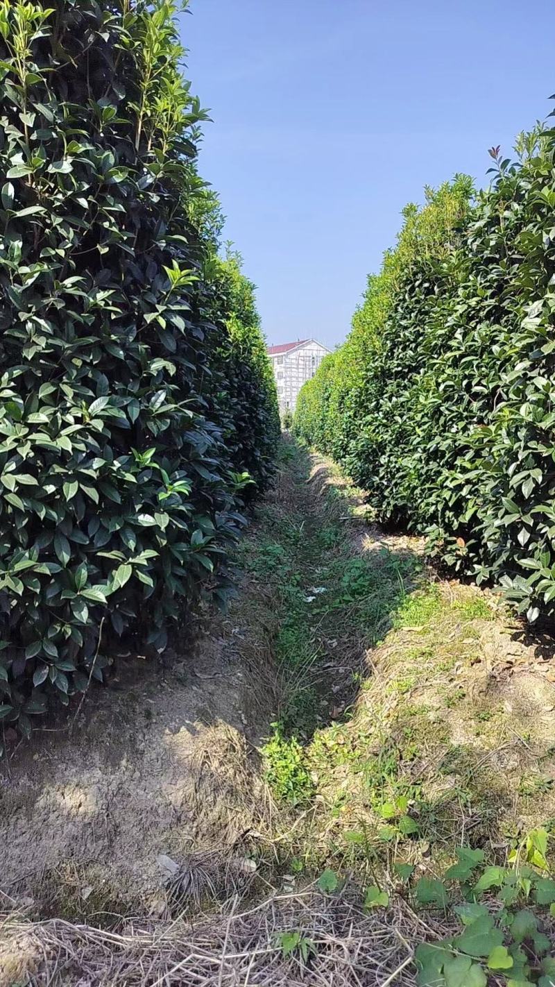 丛生桂花，丛生金桂，高度1-6米，精品苗，大冠幅