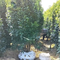 丛生桂花，丛生金桂，高度1-6米，精品苗，大冠幅