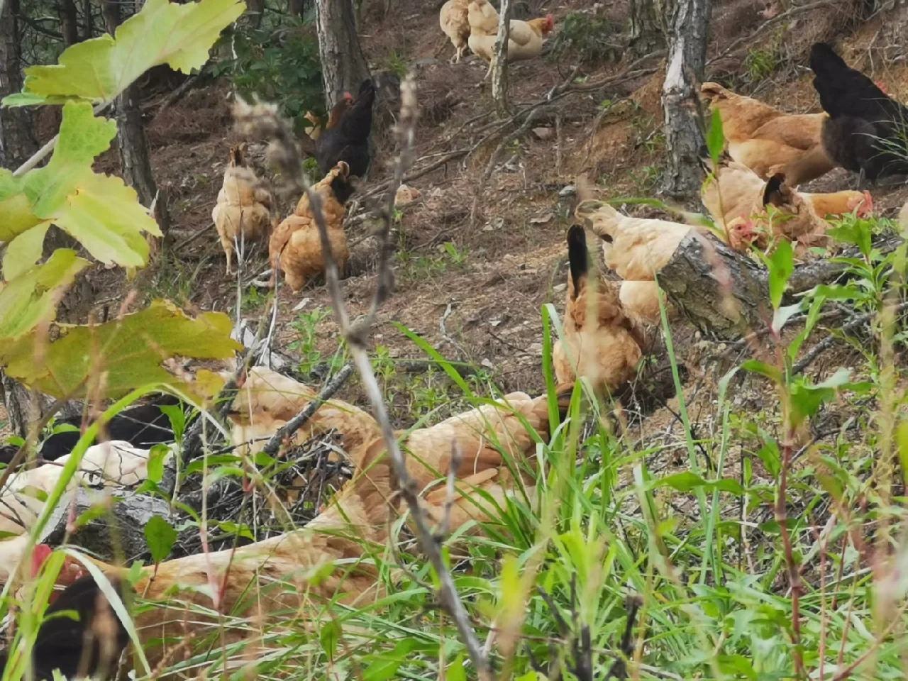 母鸡产蛋场景图
