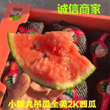 小糖丸全美精品小吊瓜2k大量供应全部订货保证质量