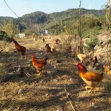 广西土鸡大量供应公鸡母鸡都有自家养殖量大从优