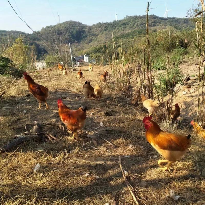 广西土鸡大量供应公鸡母鸡都有自家养殖量大从优