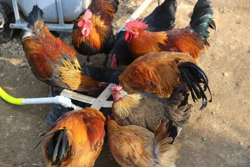 广西土鸡大量供应公鸡母鸡都有自家养殖量大从优