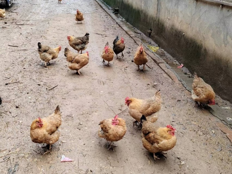 广西土鸡大量供应公鸡母鸡都有自家养殖量大从优