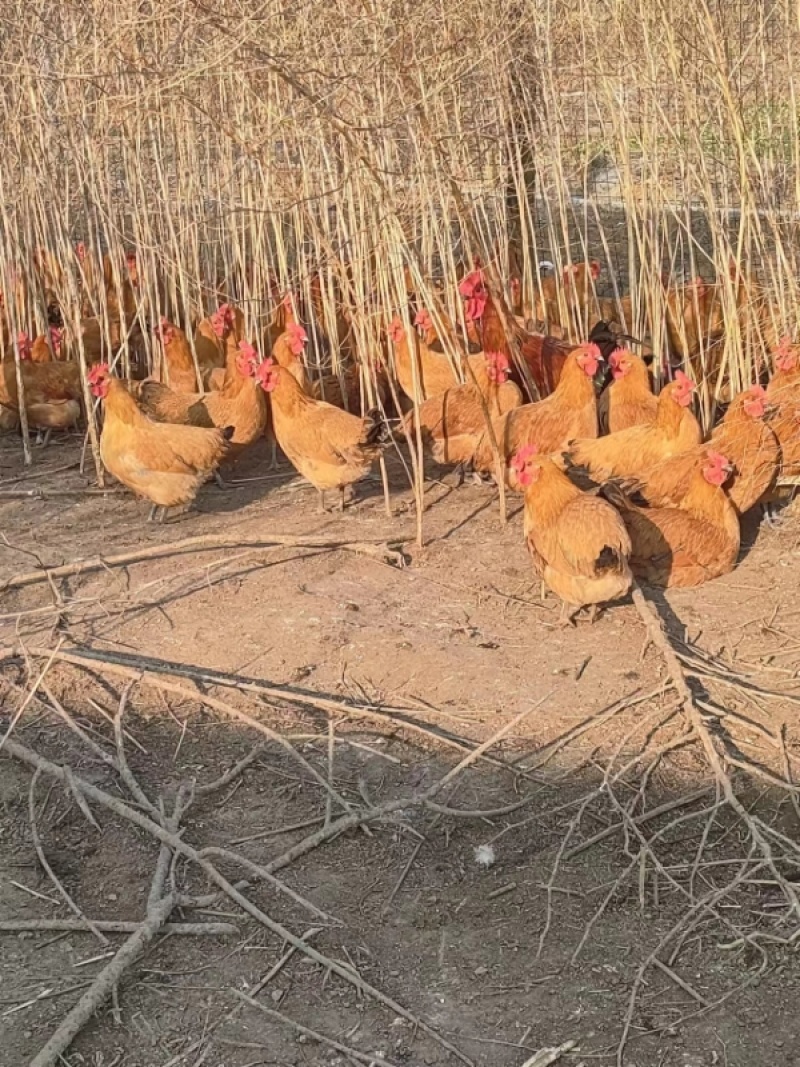 广西土鸡大量供应公鸡母鸡都有自家养殖量大从优