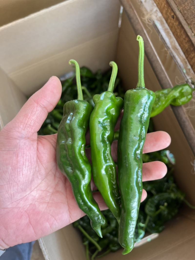 【推荐】皱皮椒、小皱皮，大量供应，质量保证，欢迎来电咨询