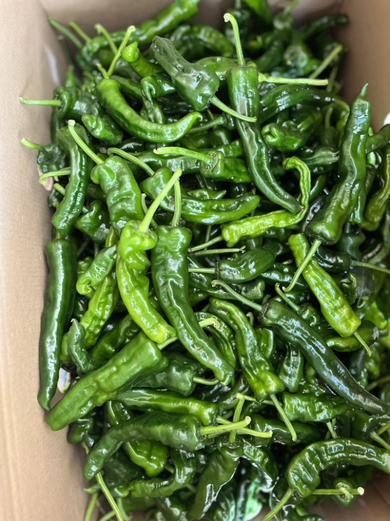 【推荐】皱皮椒、小皱皮，大量供应，质量保证，欢迎来电咨询
