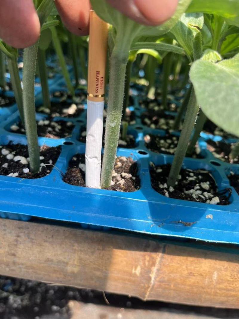 博金186保证品质成活率高提供技术指导