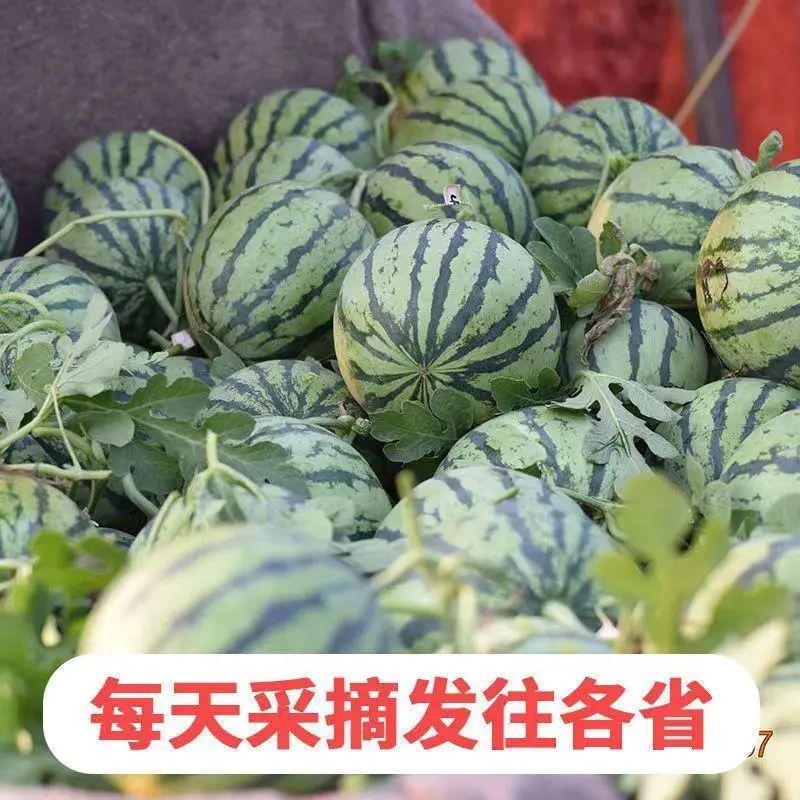 云南西瓜无籽麒麟美都西瓜，脆甜多汁，诚信经营，对接全国