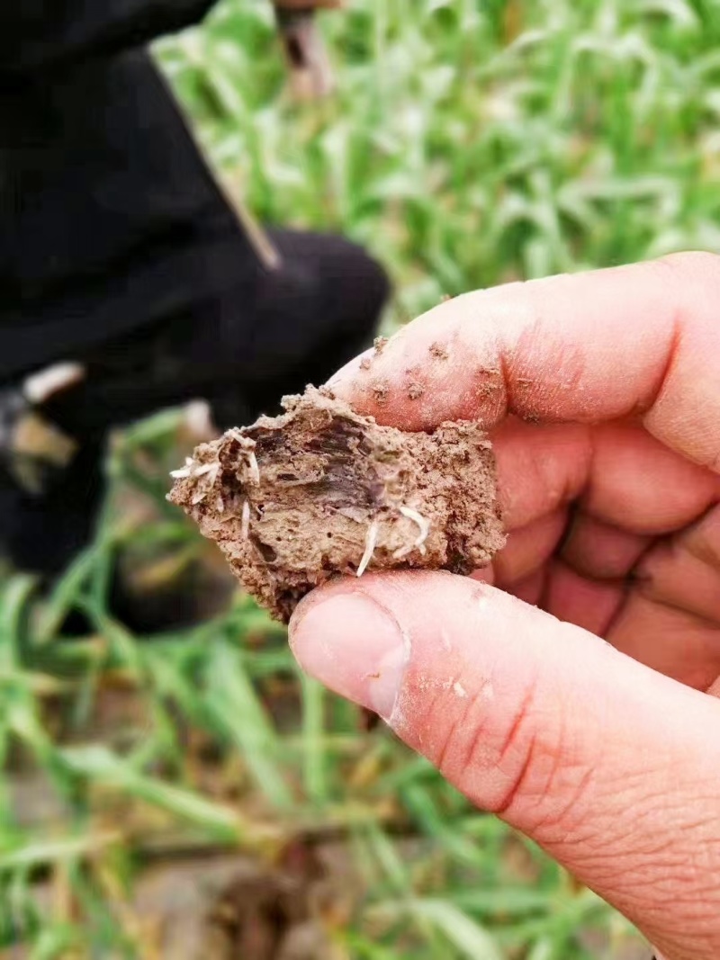 噻虫铵蔬菜白粉虱蚜虫梨木虱稻飞虱地蛆蓟马专用农药杀虫剂