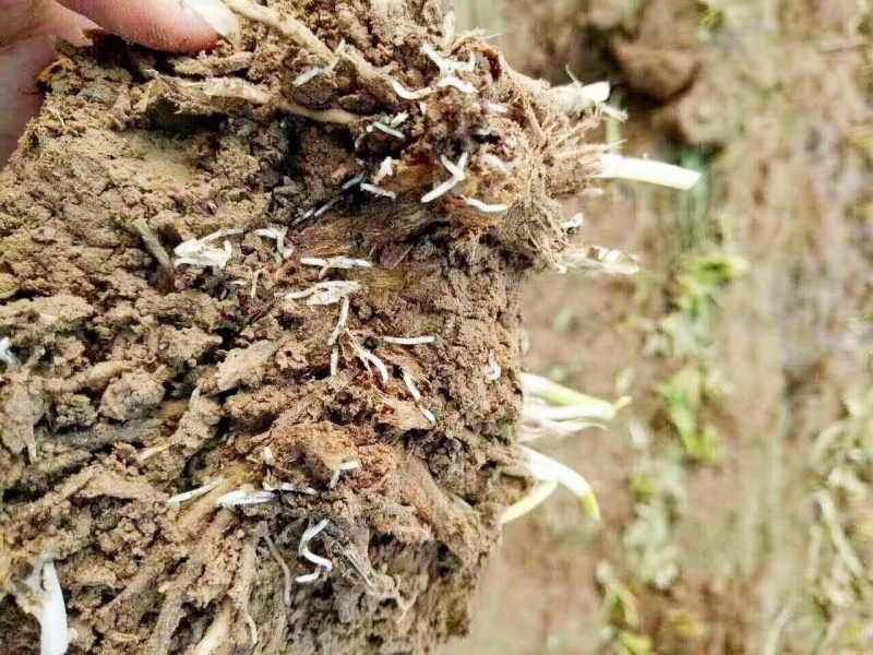 噻虫铵蔬菜白粉虱蚜虫梨木虱稻飞虱地蛆蓟马专用农药杀虫剂