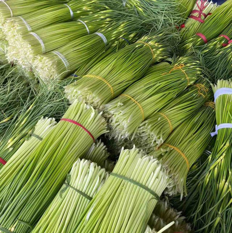 【精】河南周口白帽蒜薹-产地直发-品质好-价格优-可看货
