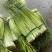 【精】河南周口白帽蒜薹-产地直发-品质好-价格优-可看货