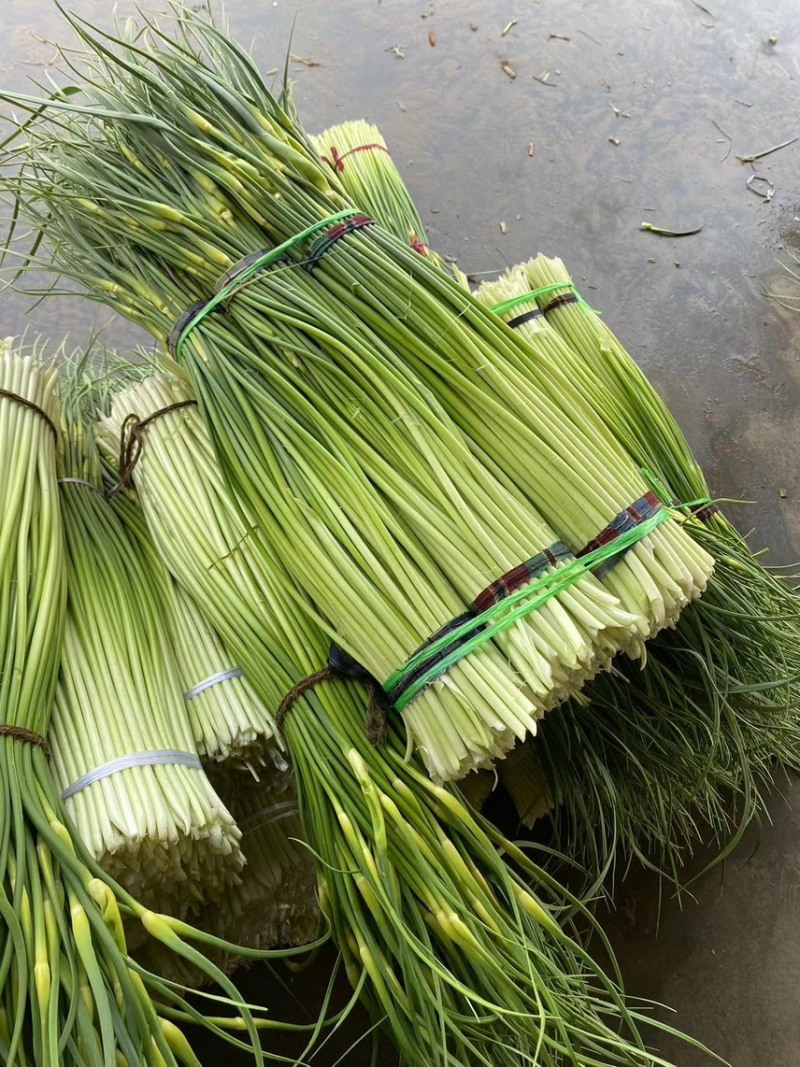 【精】河南周口白帽蒜薹-产地直发-品质好-价格优-可看货