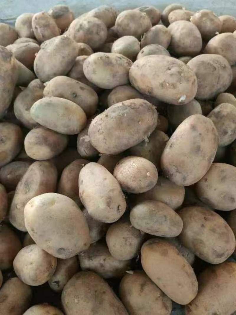 荷兰土豆种子