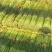 【精】河南周口红帽蒜薹-产地直发-品质好-价格优-可看货