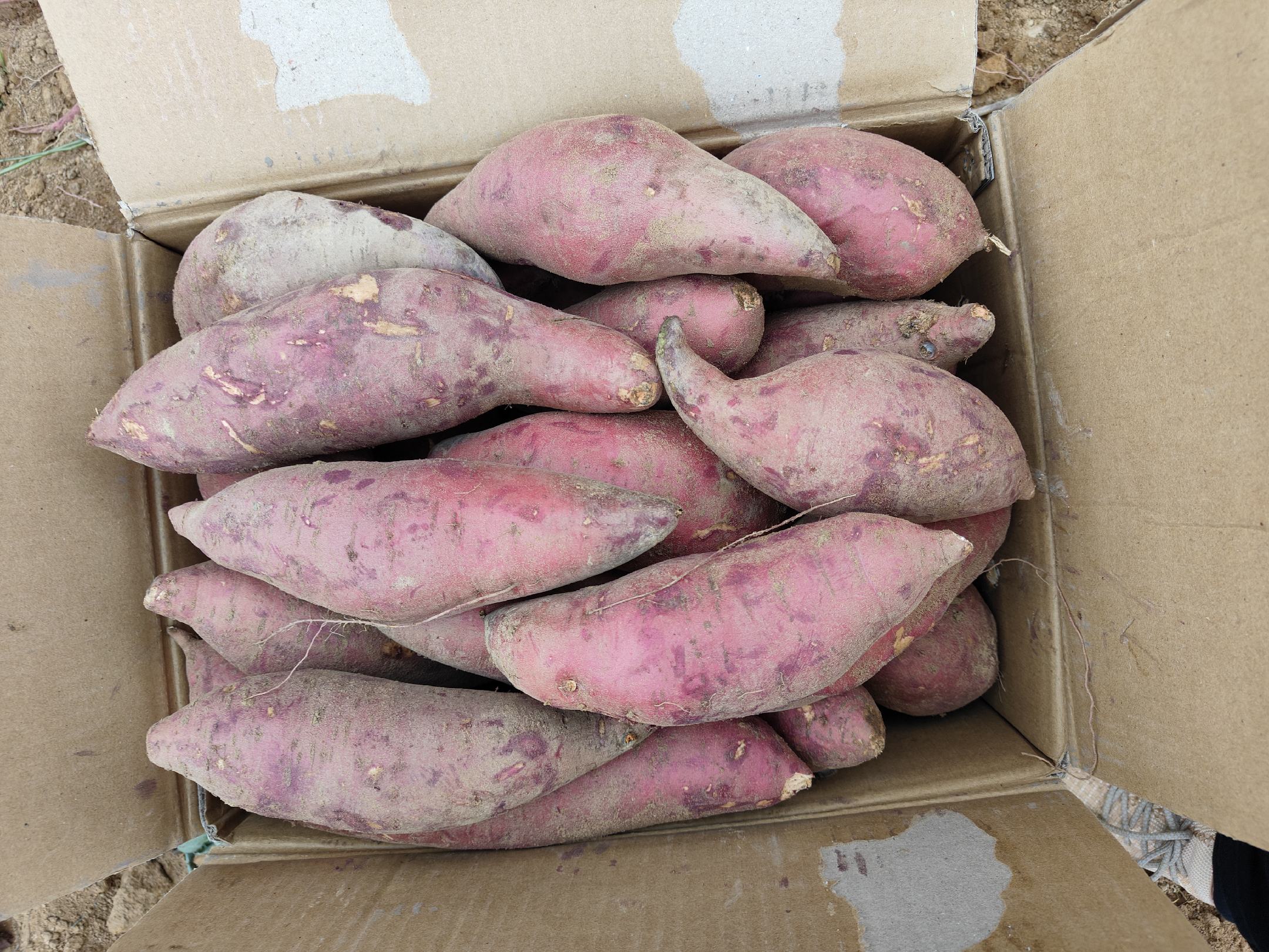 湿热体质人群在厨房挑选食材