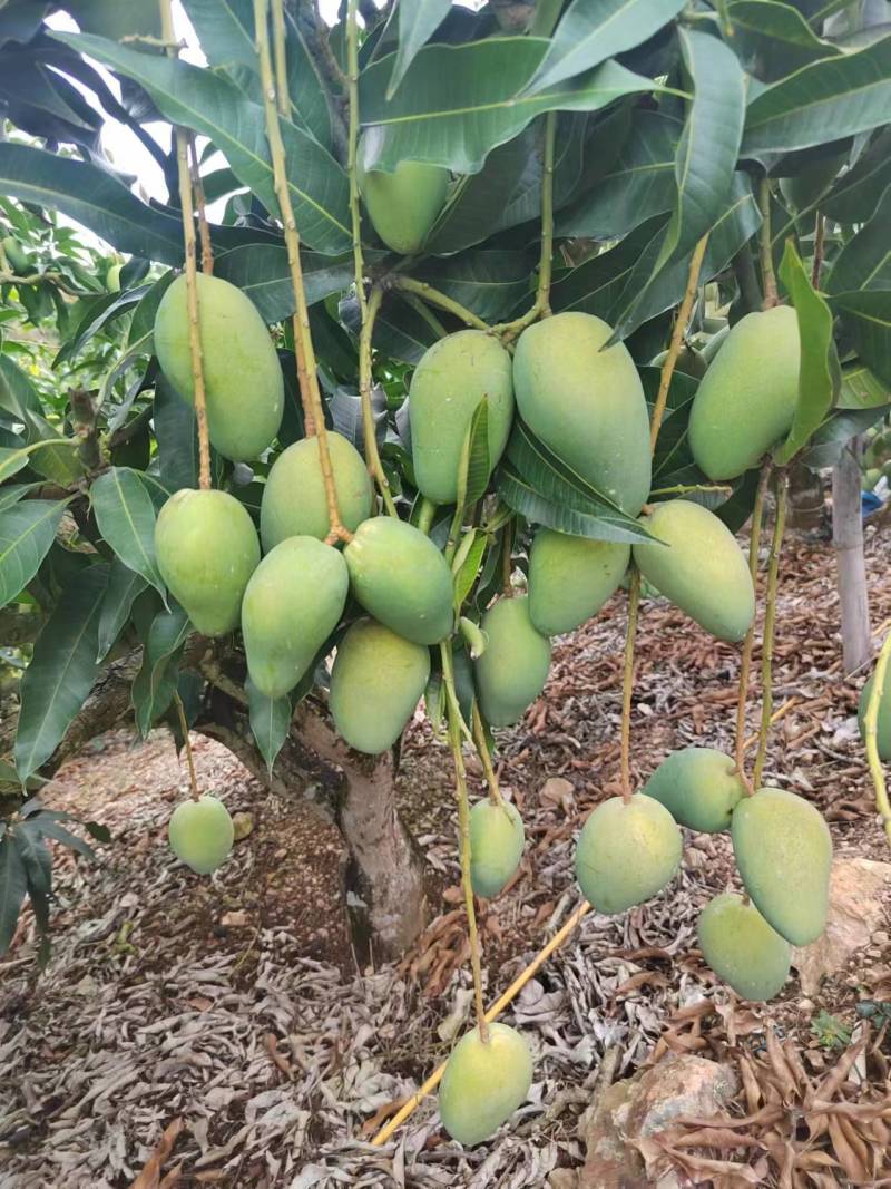 海南芒果种植基地品种全代发全国大小市场电商
