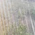 莴笋5月上市