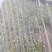 莴笋5月上市