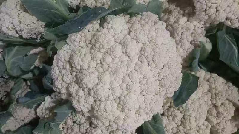 图片说明:一道以松花菜和人青菜为主料的家常炒菜,色泽鲜亮,体现其健康与美味结合的特点 松花菜与人青菜的烹饪成品图