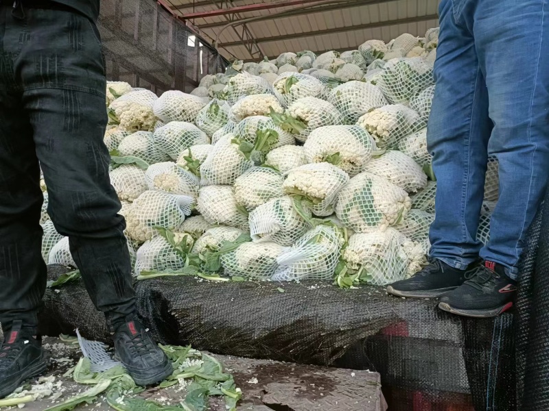 江苏徐州菜花有机花菜白面青梗松花菜一手货源供商超