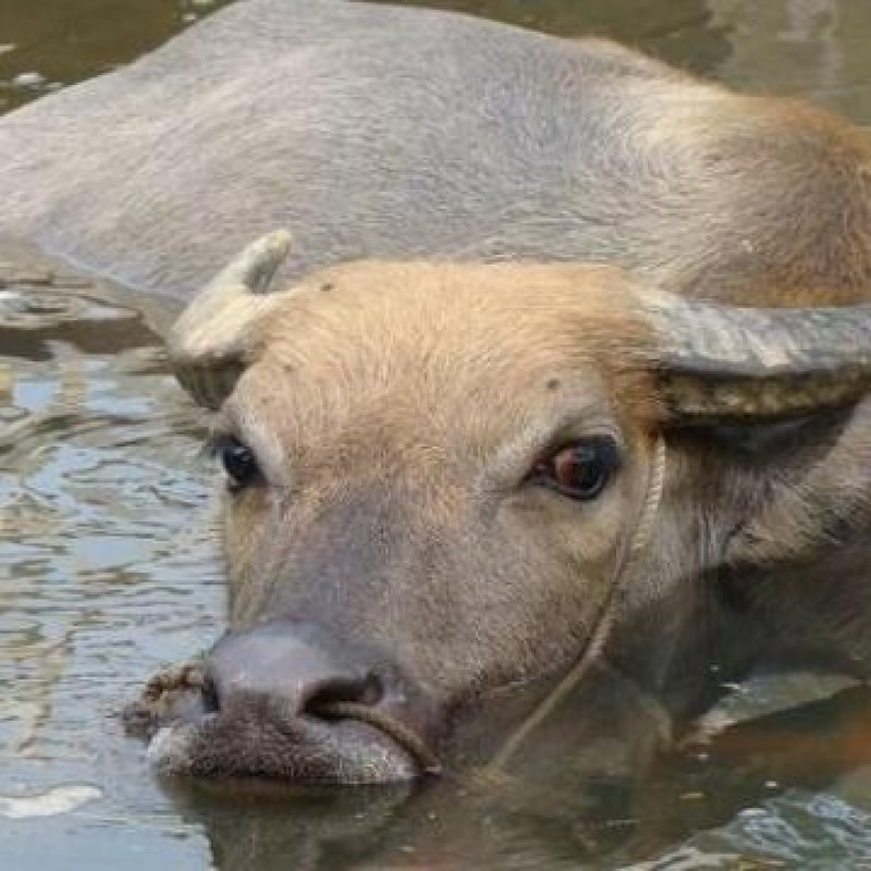 农家土水牛