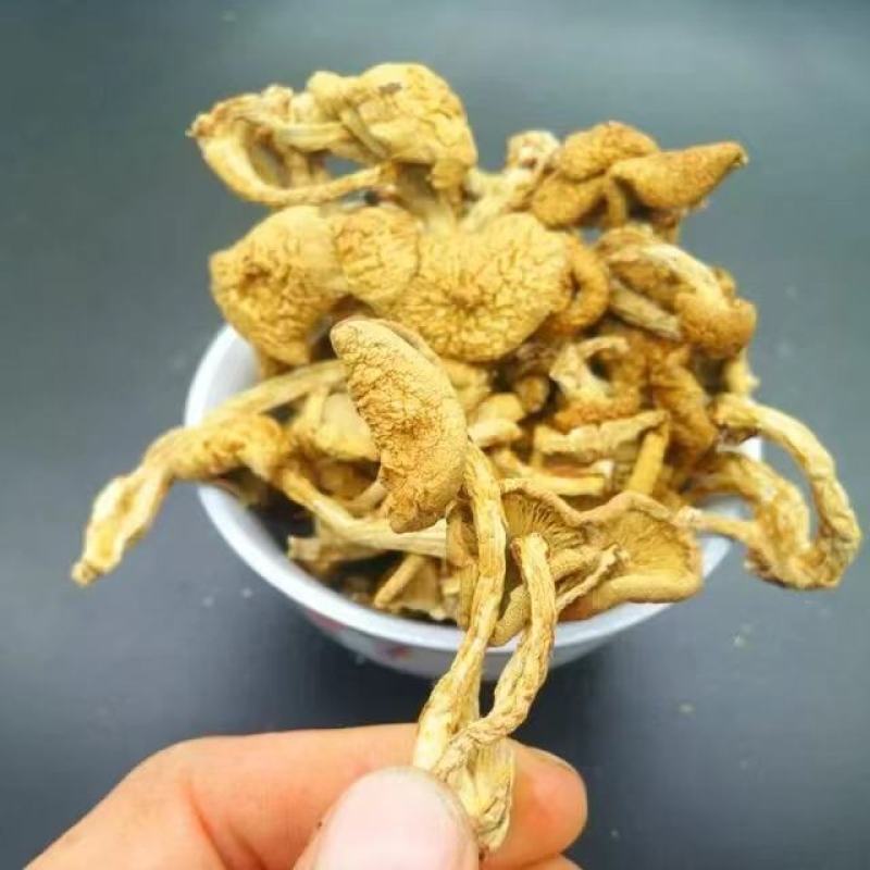 东北特产滑子蘑
