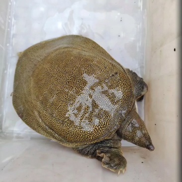 生态甲鱼