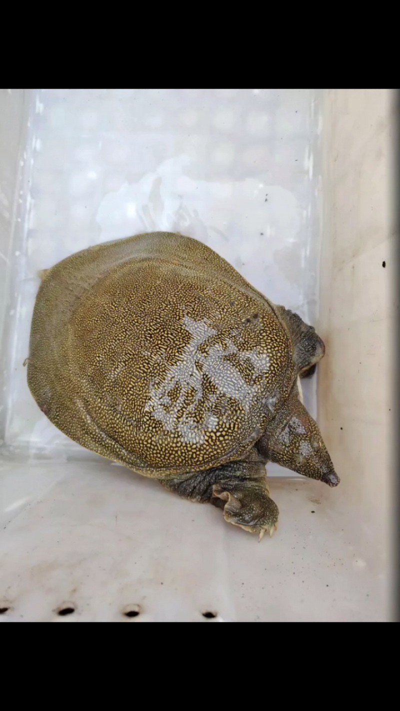生态甲鱼