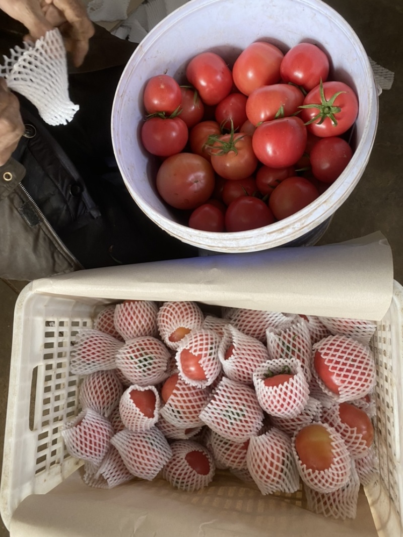 普罗旺斯西红柿