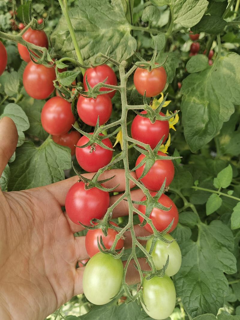 无土栽培栽培小番茄，口感好硬度中等