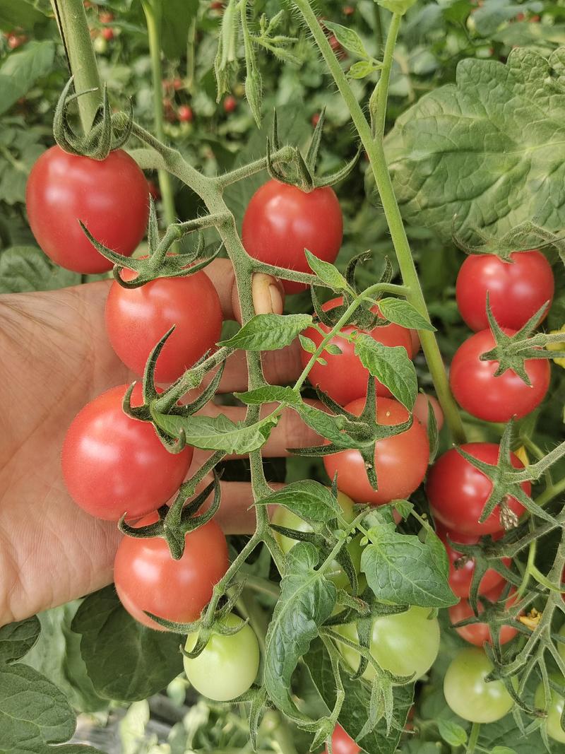 无土栽培栽培小番茄，口感好硬度中等