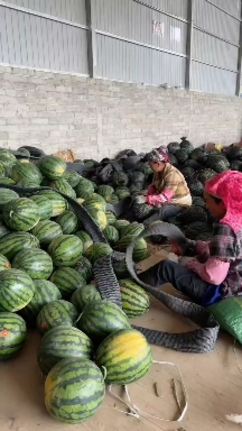 云南陆地小钢炮甜王西瓜皮薄瓤红口感甜量大价优欢迎来电