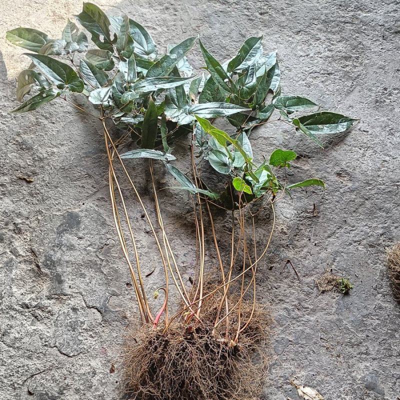 淫羊藿。贵州淫羊藿。