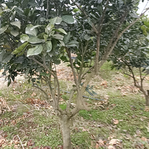 江西赣南脐橙树苗基地直供提供技术指导可视频电联