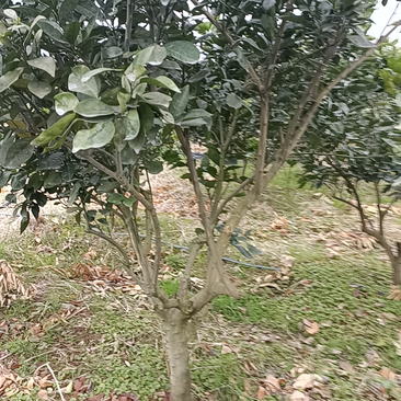 江西赣南脐橙树苗基地直供提供技术指导可视频看货电联