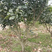 江西赣南脐橙树苗基地直供提供技术指导可视频看货电联