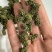 三七花保庆药业批发三七花实物拍摄发货如图