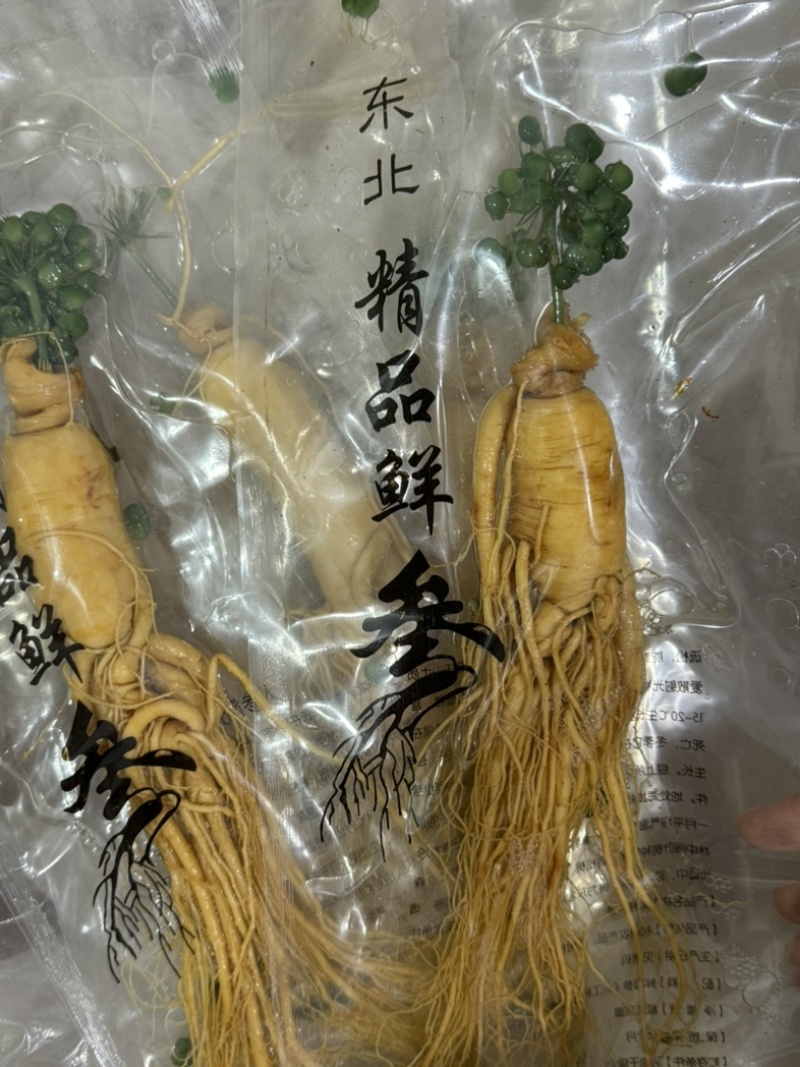人参鲜人参鲜参中药材鲜人参发货如图保庆药业东北人参