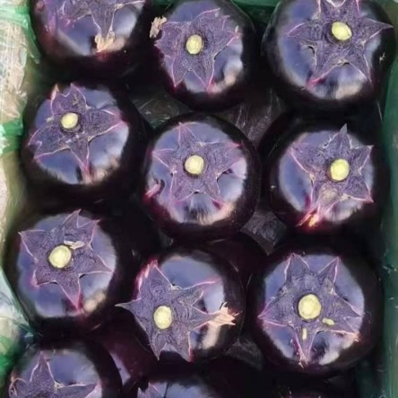 紫光圆茄