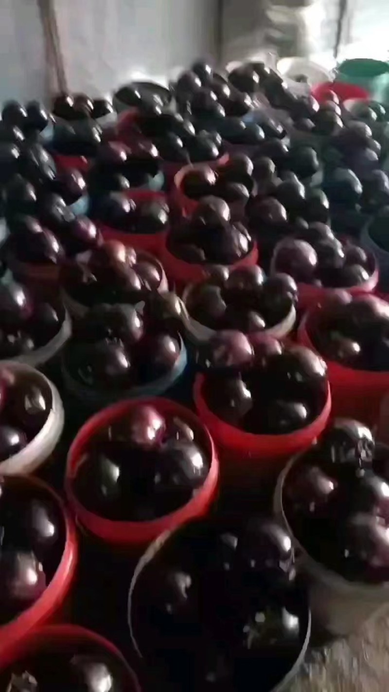 紫光圆茄